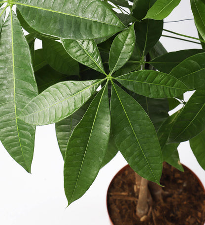 3-Piece Dobby Lawn Stitched Dress - 242